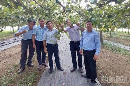 Đoàn công tác Sở Nội vụ Quảng Ngãi và lãnh đạo Viện Nha Hố thăm vườn táo bom TN01 của nông dân xã Mỹ Sơn, tỉnh Khánh Hoà. (Ảnh: Viện Nha Hố cung cấp)
