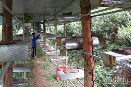 Tổ ong dú được đầu tư bài bản tại làng ong Bác Ái Tây (Khánh Hòa). (Ảnh: NGUYỄN TRUNG)