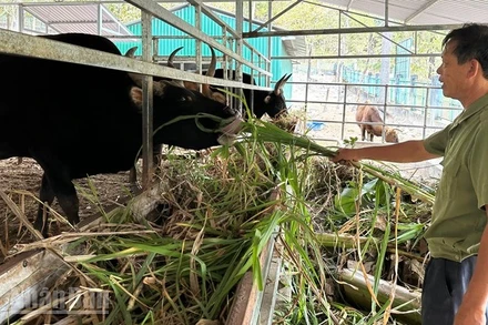 Các cá thể bò tót lai F1 thích nghi với môi trường chăn thả bán hoang dã, được cung cấp thức ăn bổ sung, kiểm tra sức khỏe và phòng bệnh định kỳ, cho nên sinh trưởng, phát triển ổn định. (Ảnh: NGUYỄN TRUNG)