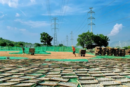 Công nhân của Công ty Trách nhiệm hữu hạn Thủy sản khô Gia Bảo (thôn Lạc Nghiệp 1, xã Cà Ná, tỉnh Khánh Hòa) đem sản phẩm cá cơm tươi đã được hấp chín để phơi nắng từ 3-5 giờ, sẽ giữ cho thịt cá cơm khô có độ giòn, mùi vị biển đặc trưng trước khi đóng gói thành phẩm cung ứng cho thị trường. (Ảnh: NGUYỄN TRUNG)