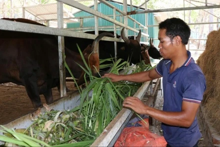 Nhân viên Vườn Quốc gia Núi Chúa-Phước Bình, tỉnh Khánh Hòa, chăm sóc đàn bò tót lai đang nuôi dưỡng. (Ảnh: NGUYỄN TRUNG)