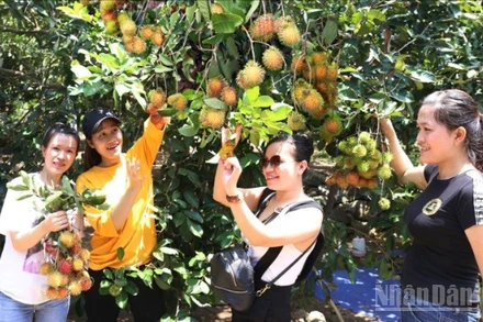 Du khách thích thú khi tham quan và chụp ảnh lưu niệm tại các nhà vườn ở xã Lâm Sơn, tỉnh Khánh Hòa đang nhân rộng mô hình du lịch sinh thái vườn cây quả. (Ảnh: NGUYỄN TRUNG)