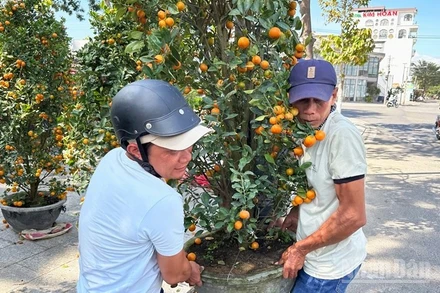 Cây quất kiểng được nhiều người lựa chọn mua để chưng vào những ngày Tết. (Ảnh: NGUYỄN TRUNG)