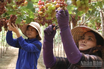 Nông dân bám vườn để chăm sóc từng chùm nho đang vào độ chín. (Ảnh: NGUYỄN TRUNG)
