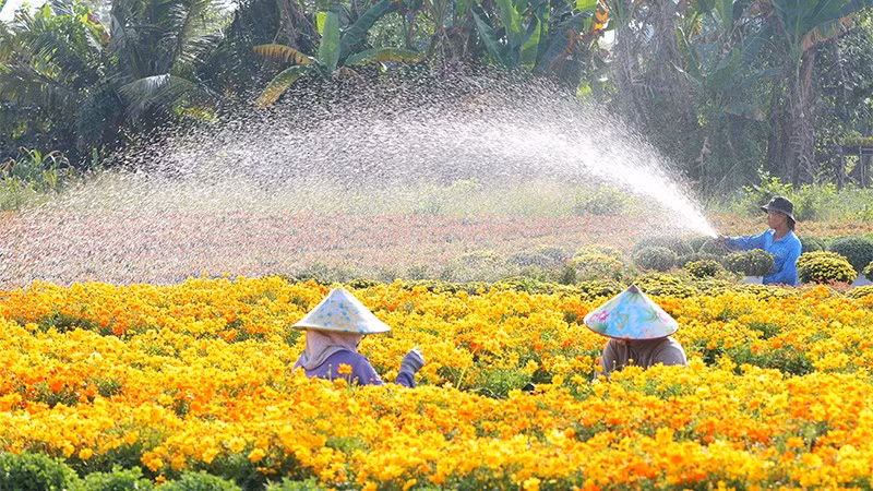 Nông dân Sa Đéc chăm sóc hoa kiểng.