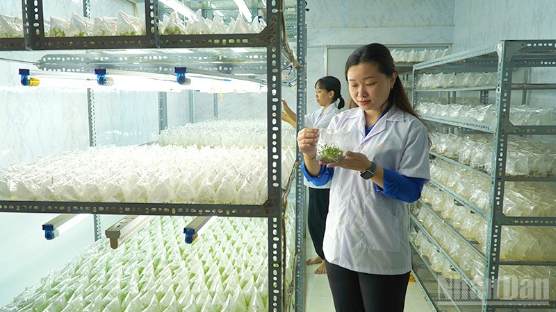 Chị Nguyễn Phượng Hằng tại phòng nuôi cấy mô của cơ sở Cây giống cấy mô HF.