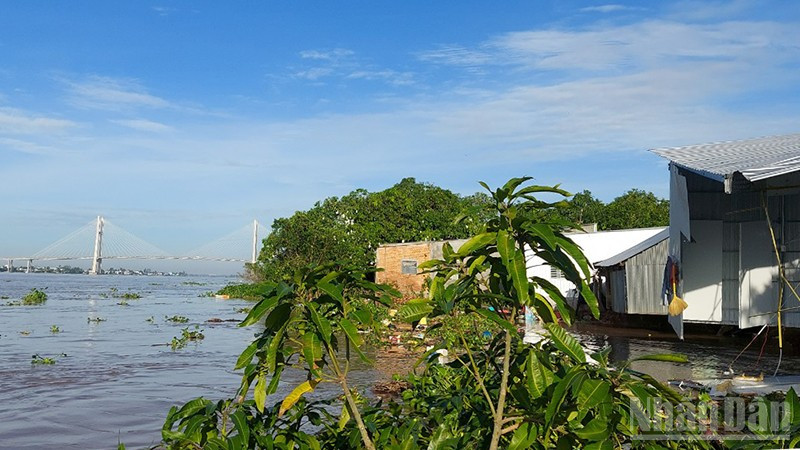 Vụ sạt lở tại khóm Tân Tịch, phường Cao Lãnh gây thiệt hại tài sản, cây ăn trái của người dân.