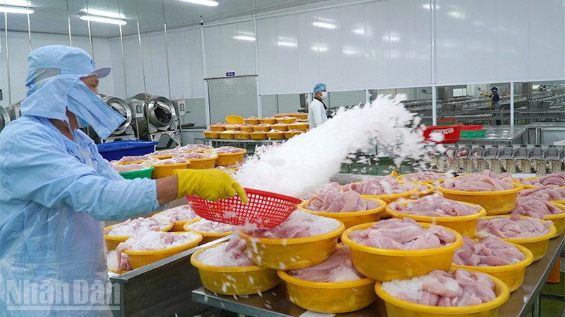 Chế biến cá tra xuất khẩu tại một doanh nghiệp thuộc phường Sa Đéc, tỉnh Đồng Tháp. (Ảnh: HỮU NGHĨA)