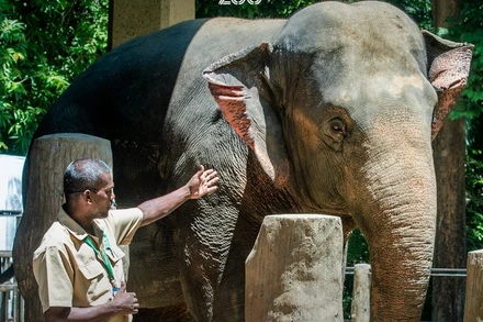 Hướng dẫn viên giới thiệu về loài voi tại Vườn thú Yangon. (Nguồn: Vườn thú Yangon)