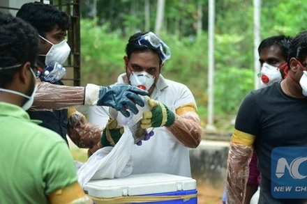Nhân viên y tế tiến hành thu thập, kiểm nghiệm mẫu vật trong bối cảnh dịch virus Nipah bùng phát tại Kozhikode, bang Kerala, miền nam Ấn Độ, ngày 21/5/2018. (Ảnh: Xinhua)