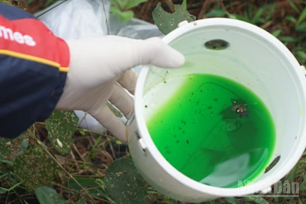 Những mẫu côn trùng hại gỗ được các nhà khoa học thu thập qua bẫy để phục vụ nghiên cứu bảo vệ rừng. (Ảnh: TRUNG HƯNG)