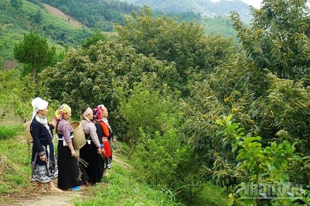 Mô hình vườn dẻ liên kết của đồng bào dân tộc thiểu số ở xã Ngân Sơn, Thái Nguyên. (Ảnh minh họa: TUẤN SƠN)