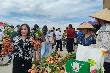 Du khách trải nghiệm thu hoạch và thưởng thức vải thiều tại xã Thanh Sơn, huyện Thanh Hà. (Ảnh: QUỐC VINH)