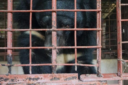 Việc nuôi nhốt gấu, đặc biệt là nuôi nhốt để lấy mật không chỉ không bảo đảm an toàn và phúc lợi cho gấu mà còn là hành vi vi phạm pháp luật. (Ảnh minh họa: ENV)