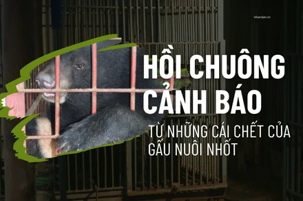 Hồi chuông cảnh báo từ những cái chết của gấu nuôi nhốt