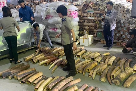 Số lượng lớn ngà voi tang vật vụ án chuẩn bị tiêu hủy. (Ảnh: ENV)