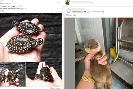 Bài đăng trên các hội nhóm chuyên rao bán động vật hoang dã trên Facebook. (Ảnh chụp màn hình)