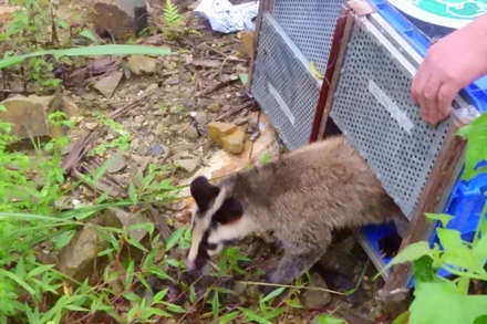 Lực lượng chức năng tổ chức tái thả nhiều cá thể động vật hoang dã về Vườn quốc gia Tam Đảo, trong đó nhiều cá thể thuộc nhóm động vật rừng nguy cấp, quý, hiếm. (Ảnh: Vườn quốc gia Tam Đảo)