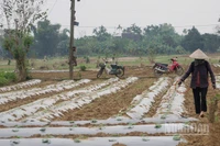 Nông dân làng rau Bàu Tròn (xã Đại Lộc) tái trồng trọt sau khi lũ rút.