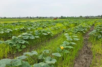 Thanh Hóa phấn đấu trồng 46.000ha cây vụ đông.