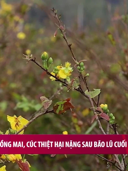 [Video] Người trồng mai, cúc thiệt hại nặng sau bão lũ cuối năm
