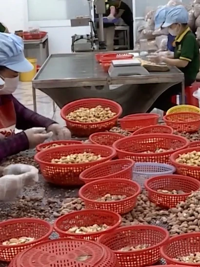 [Video] Xuất khẩu điều “bùng nổ” vào đầu năm 2026