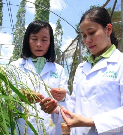 Viện Lúa Đồng bằng sông Cửu Long đã trở thành trung tâm nghiên cứu khoa học lúa gạo hàng đầu Việt Nam.