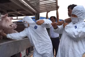 Lực lượng thú y lấy mẫu kiểm tra và xác định 100 con lợn bị nhiễm dịch tả lợn châu Phi.