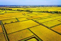 Triệu ha lúa – Gieo mầm xanh cho tương lai Đồng bằng sông Cửu Long