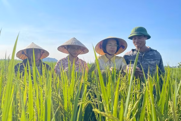 Cán bộ ở Thanh Hóa cùng nông dân theo dõi cây lúa canh tác theo mô hình giảm phát thải. (Ảnh: MAI LUẬN)