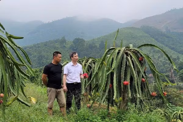 Mô hình trồng thanh long của Hợp tác xã Nông nghiệp Thành Hưng, xã Lập Thạch, tỉnh Phú Thọ. (Ảnh: SƠN HÀ)