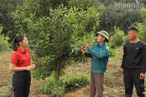 Nông dân bản Nà Sáy, xã Chiềng Sinh (tỉnh Điện Biên) chăm sóc cây mắc-ca. (Ảnh: LÊ LAN)