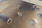 Bầy cá hô há to miệng hút mồi.
