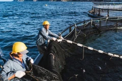 Khu vực nuôi cá chẽm công nghệ cao trên vịnh Vân Phong, tỉnh Khánh Hòa. (Ảnh: BẢO TRANG)