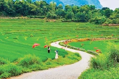 Du khách check-in cùng những thửa ruộng bậc thang xanh mướt ở Pù Luông, Thanh Hóa. (Ảnh: HUYỀN PHẠM)