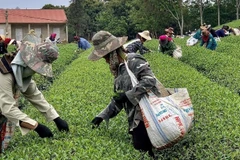 Vùng nguyên liệu chè liên kết với các hộ dân của Công ty Trách nhiệm hữu hạn Trà Thu Đan, xã Bình Thuận, tỉnh Sơn La.