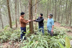 Mô hình trồng rừng gỗ lớn mang lại hiệu quả kinh tế cho người dân tại xã Minh Thanh, tỉnh Tuyên Quang. (Ảnh: NGÔ HÙNG)