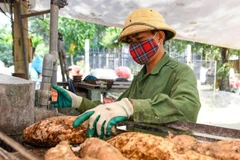 Người dân xã Ngọc Lặc, tỉnh Thanh Hóa chế biến sắn. (Ảnh: BÌNH MINH)