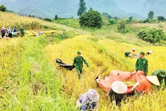 Các chiến sĩ Đồn Biên phòng Chiềng Sơn giúp người dân thu hoạch lúa. (Ảnh: TÒNG VĂN DẪN)