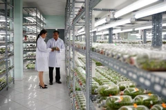 Phòng nhân giống hoa lan cấy mô tại Khu Nông nghiệp công nghệ cao Thành phố Hồ Chí Minh.