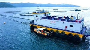 Khu vực nuôi cá chẽm công nghệ cao ở vùng nước sâu vịnh Vân Phong, tỉnh Khánh Hòa. (Ảnh TIẾN MINH)
