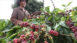 Thu hoạch cà-phê ở huyện Ia GRai, tỉnh Gia Lai. (Ảnh: TTXVN)