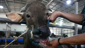 Indonesia chính thức dỡ bỏ hạn ngạch nhập khẩu gia súc sống. (Ảnh: Reuters)
