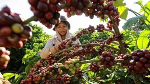 Thu hoạch cà-phê ở vùng trồng của Công ty Simexco Daklak, thành phố Buôn Ma Thuột, tỉnh Đắk Lắk. (Ảnh: Vũ Sinh/TTXVN)