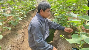 Mô hình ứng dụng IPHM vào canh tác dưa vàng tại bản Bó, phường Chiềng An, thành phố Sơn La (tỉnh Sơn La).