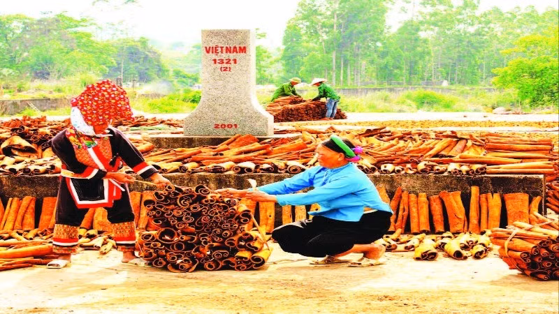 Khung cảnh biên cương Bình Liêu thêm thanh bình với hình ảnh người dân thu mua và phơi quế bên Cột mốc biên giới.