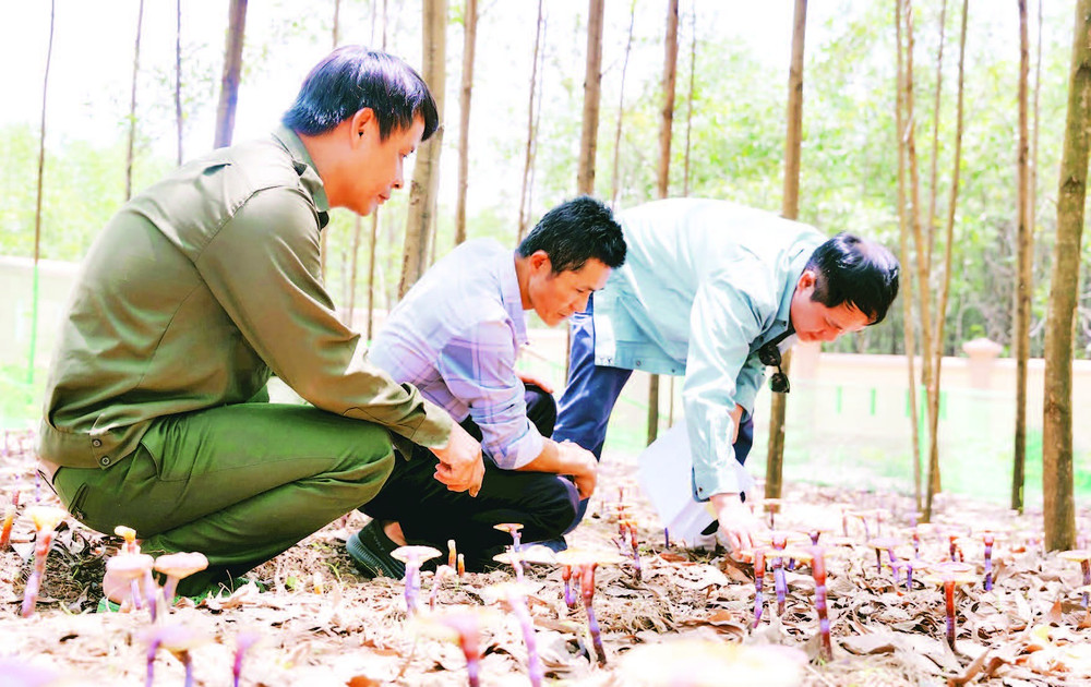 Người dân chăm sóc vườn nấm linh chi đỏ.