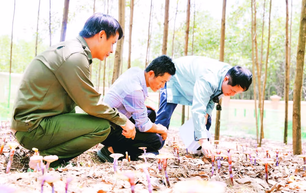 Người dân chăm sóc vườn nấm linh chi đỏ.