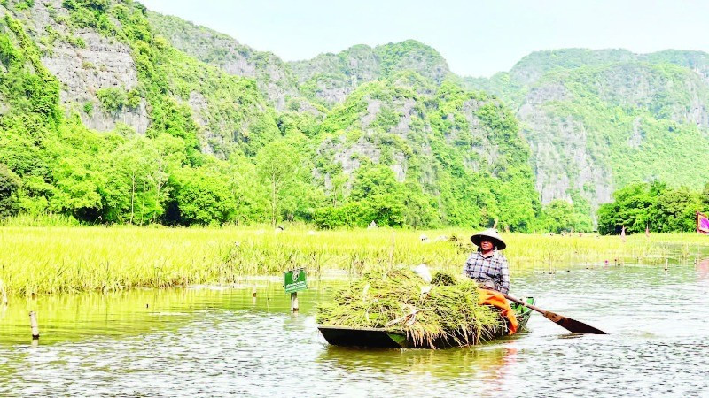Trên cánh đồng Tam Cốc, có thuyền đưa đón du khách tham quan, thuyền lại chở niềm vui của một mùa vàng bội thu.