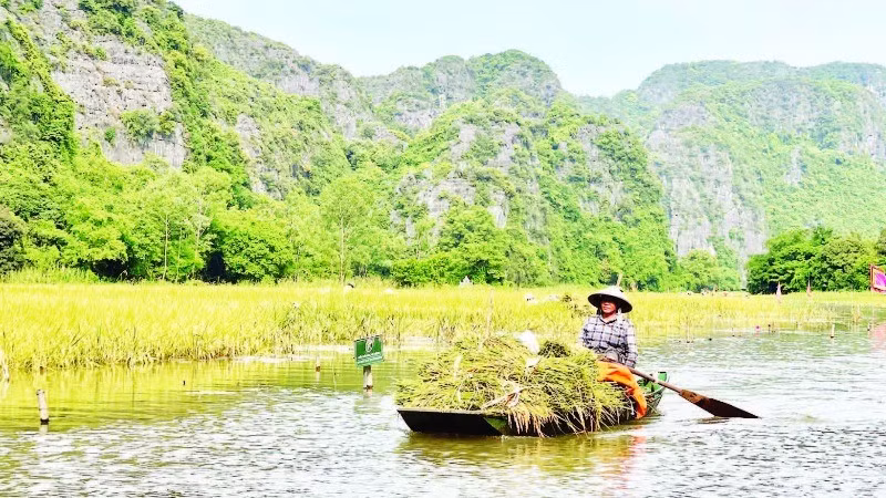 Trên cánh đồng Tam Cốc, có thuyền đưa đón du khách tham quan, thuyền lại chở niềm vui của một mùa vàng bội thu.